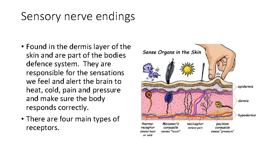 Sensory nerve endings • Found in the dermis layer of the skin and are