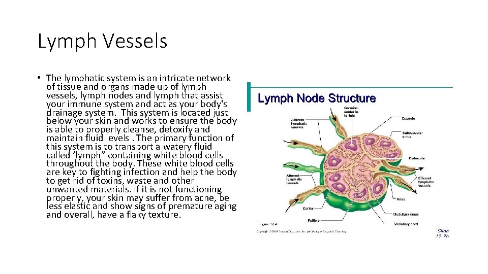 Lymph Vessels • The lymphatic system is an intricate network of tissue and organs