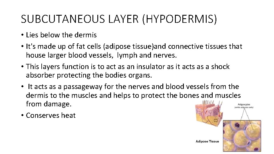 SUBCUTANEOUS LAYER (HYPODERMIS) • Lies below the dermis • It's made up of fat