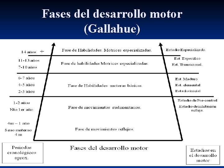 Fases del desarrollo motor (Gallahue) 