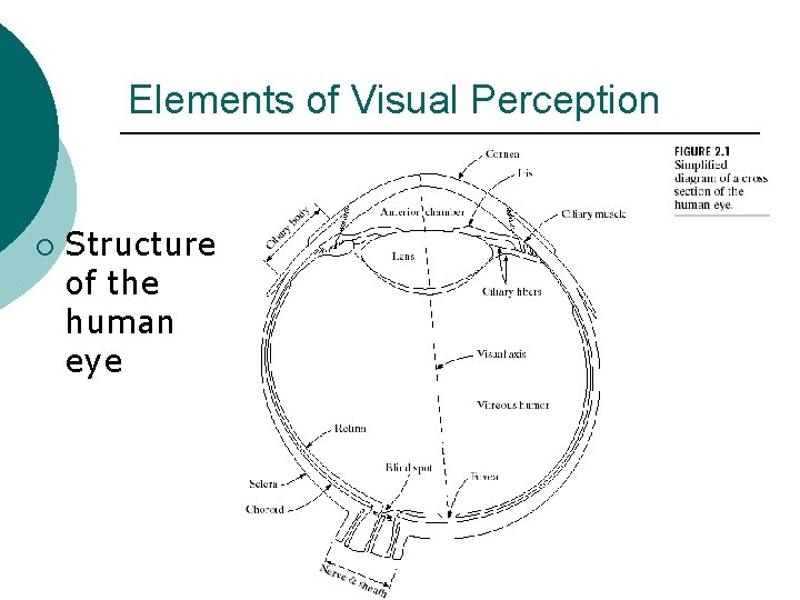 Elements of Visual Perception ¡ Structure of the human eye 