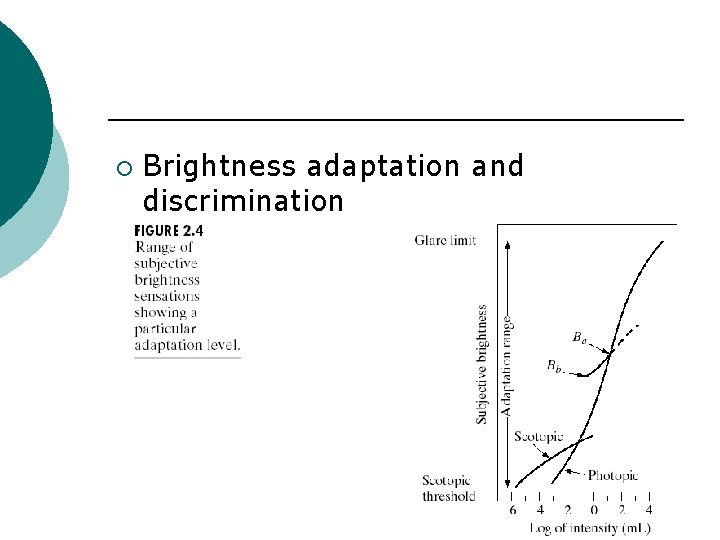 ¡ Brightness adaptation and discrimination 