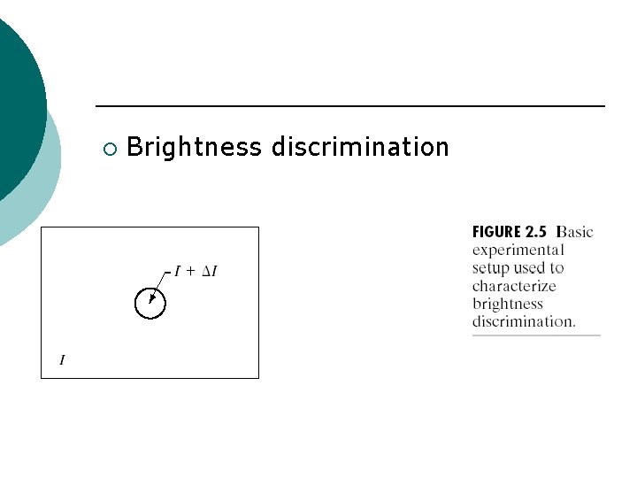 ¡ Brightness discrimination 