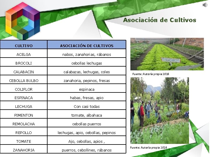 Asociación de Cultivos CULTIVO ASOCIACIÓN DE CULTIVOS ACELGA nabos, zanahorias, rábanos BROCOLI cebollas lechugas