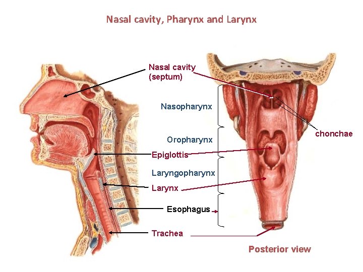 Nasal cavity, Pharynx and Larynx Nasal cavity (septum) Nasopharynx chonchae Oropharynx Epiglottis Laryngopharynx Larynx