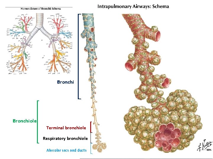 Bronchiole Terminal bronchiole Respiratory bronchiole Alveolar sacs and ducts 