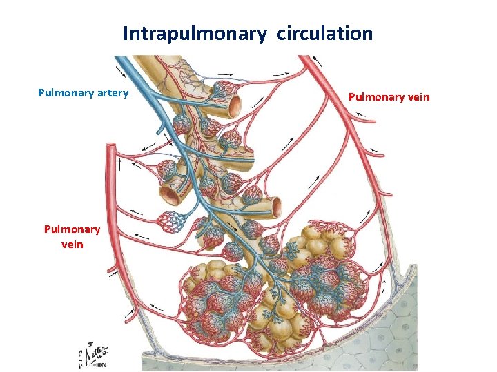 Intrapulmonary circulation Pulmonary artery Pulmonary vein 