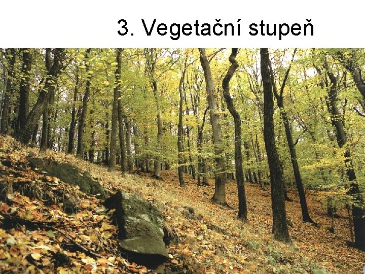 3. Vegetační stupeň 