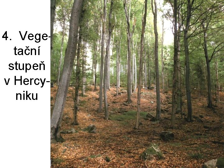 4. Vegetační stupeň v Hercyniku 