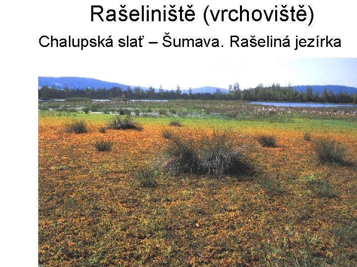 Rašeliniště (vrchoviště) Chalupská slať – Šumava. Rašeliná jezírka 