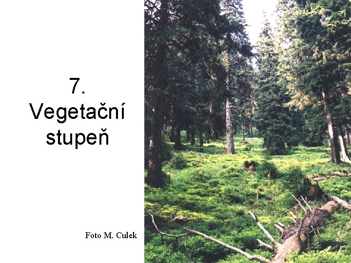 7. Vegetační stupeň Foto M. Culek 