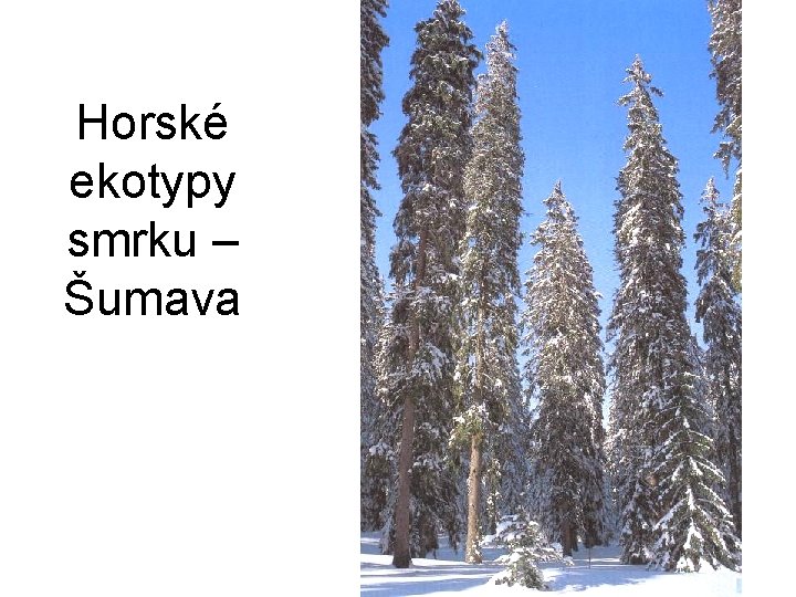 Horské ekotypy smrku – Šumava 