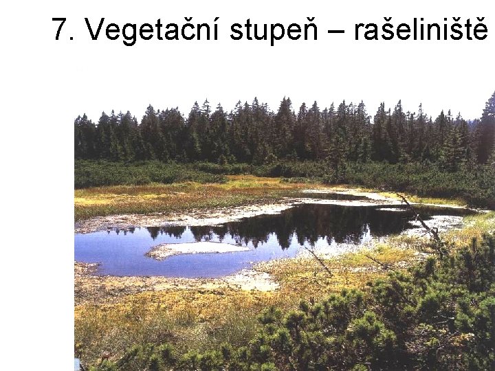 7. Vegetační stupeň – rašeliniště 