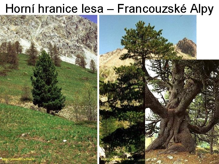 Horní hranice lesa – Francouzské Alpy 