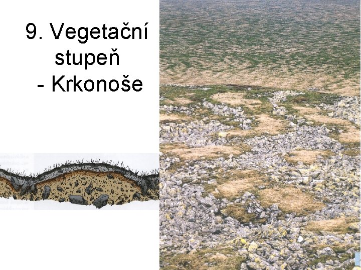 9. Vegetační stupeň - Krkonoše 