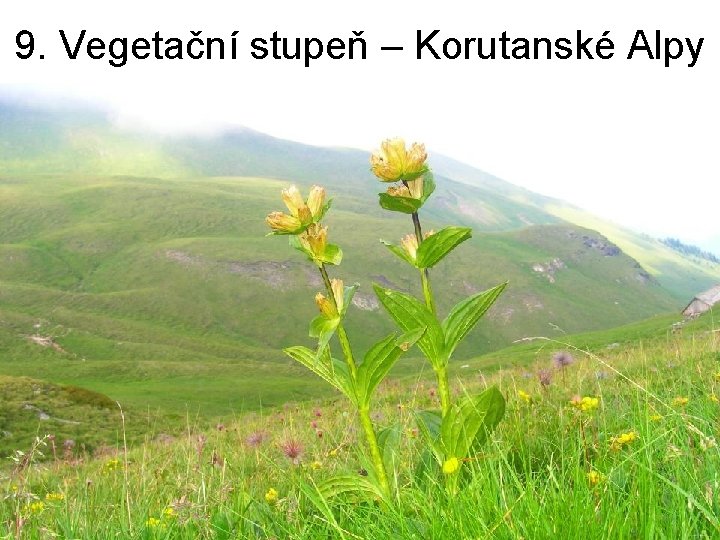 9. Vegetační stupeň – Korutanské Alpy 