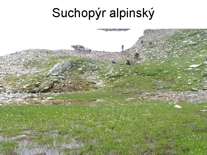 Suchopýr alpinský 