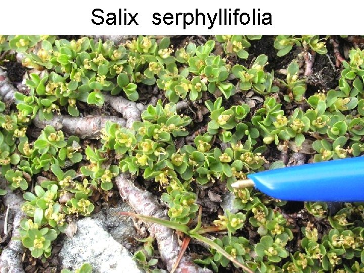 Salix serphyllifolia 
