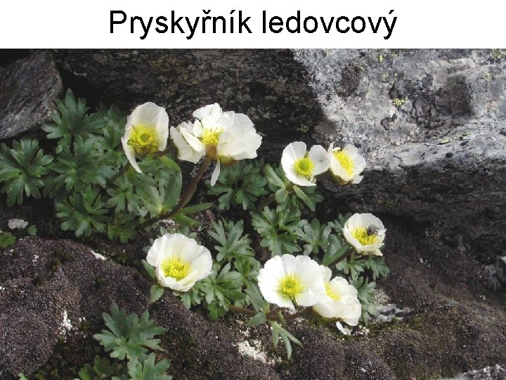 Pryskyřník ledovcový 