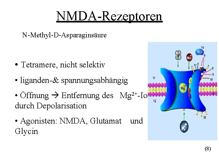 NMDA-Rezeptoren N-Methyl-D-Asparaginsäure • Tetramere, nicht selektiv • liganden-& spannungsabhängig • Öffnung Entfernung des Mg