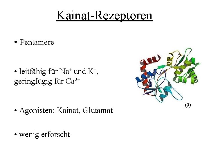 Kainat-Rezeptoren • Pentamere • leitfähig für Na+ und K+, geringfügig für Ca 2+ •