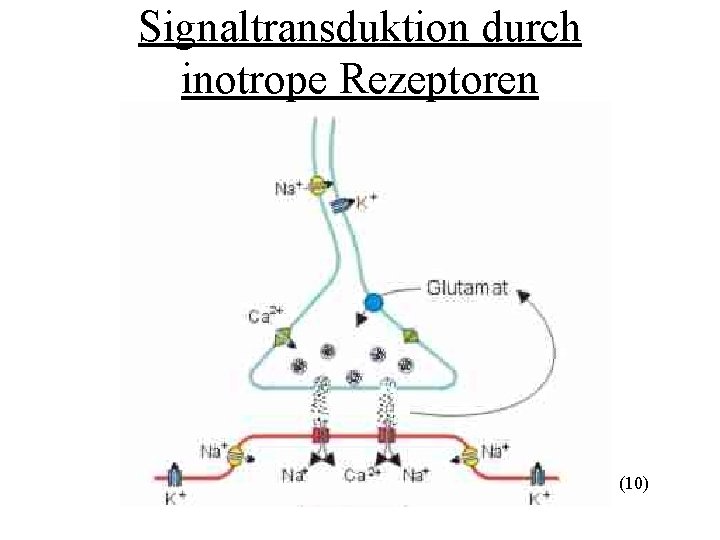 Signaltransduktion durch inotrope Rezeptoren (10) 
