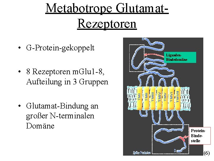 Metabotrope Glutamat. Rezeptoren • G-Protein-gekoppelt Liganden. Bindedomäne • 8 Rezeptoren m. Glu 1 -8,
