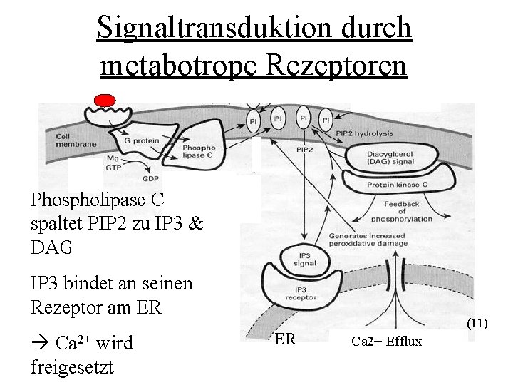 Signaltransduktion durch metabotrope Rezeptoren Phospholipase C spaltet PIP 2 zu IP 3 & DAG