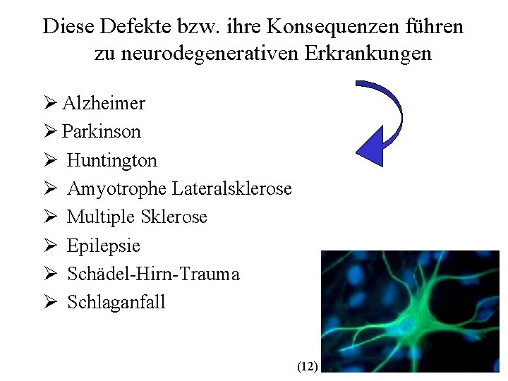 Diese Defekte bzw. ihre Konsequenzen führen zu neurodegenerativen Erkrankungen Ø Alzheimer Ø Parkinson Ø