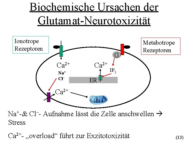 Biochemische Ursachen der Glutamat-Neurotoxizität Ionotrope Rezeptoren G Ca 2+ Na+ Cl– Ca 2+ Metabotrope