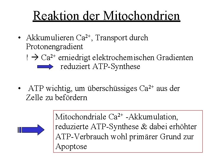 Reaktion der Mitochondrien • Akkumulieren Ca 2+, Transport durch Protonengradient ! Ca 2+ erniedrigt