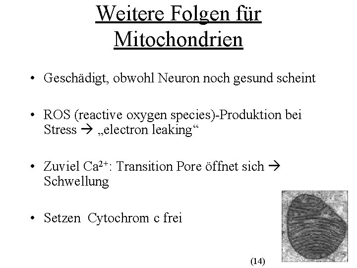 Weitere Folgen für Mitochondrien • Geschädigt, obwohl Neuron noch gesund scheint • ROS (reactive