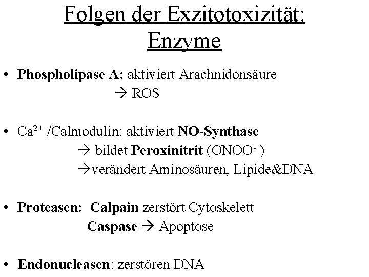 Folgen der Exzitotoxizität: Enzyme • Phospholipase A: aktiviert Arachnidonsäure ROS • Ca 2+ /Calmodulin: