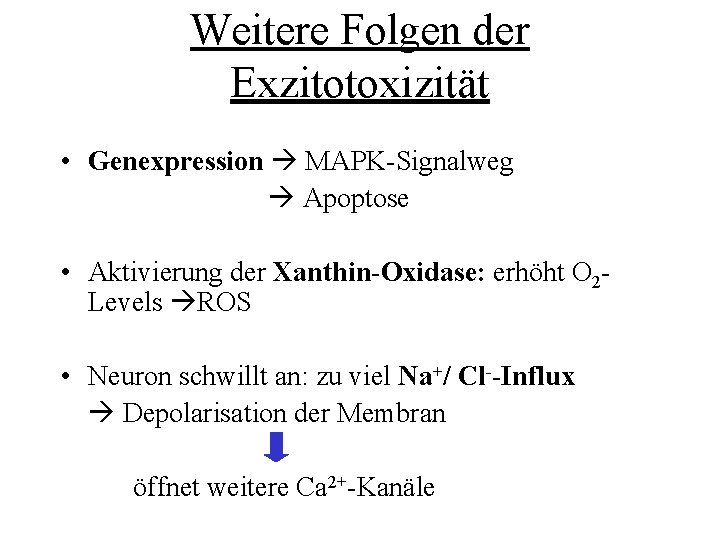 Weitere Folgen der Exzitotoxizität • Genexpression MAPK-Signalweg Apoptose • Aktivierung der Xanthin-Oxidase: erhöht O
