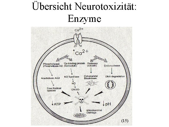 Übersicht Neurotoxizität: Enzyme (15) 