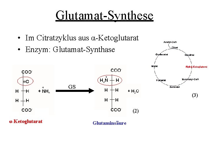 Glutamat-Synthese • Im Citratzyklus aus α-Ketoglutarat • Enzym: Glutamat-Synthase GS (3) (2) α-Ketoglutarat Glutaminsäure
