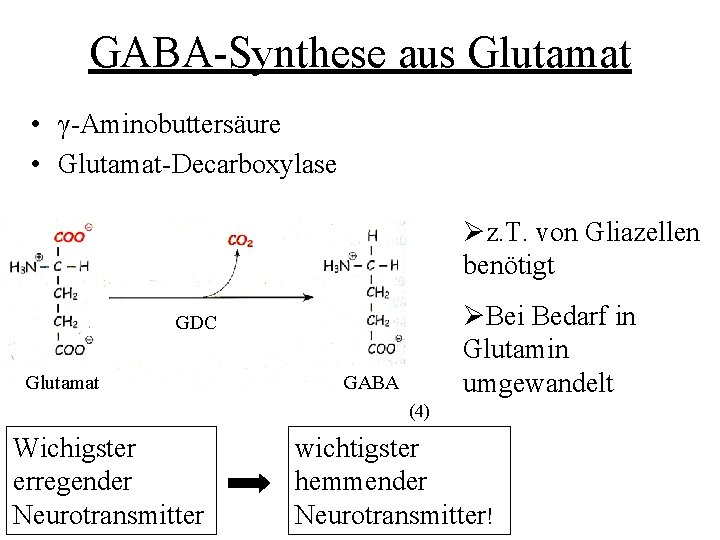 GABA-Synthese aus Glutamat • γ-Aminobuttersäure • Glutamat-Decarboxylase Øz. T. von Gliazellen benötigt ØBei Bedarf