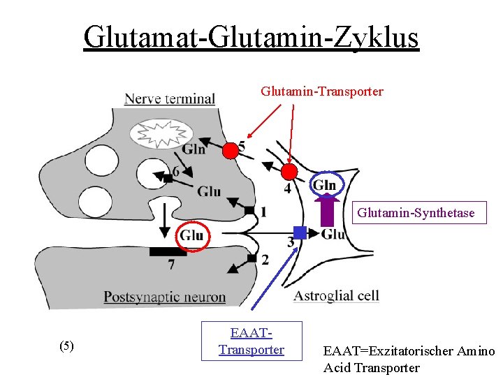 Glutamat-Glutamin-Zyklus Glutamin-Transporter Glutamin-Synthetase (5) EAATTransporter EAAT=Exzitatorischer Amino Acid Transporter 