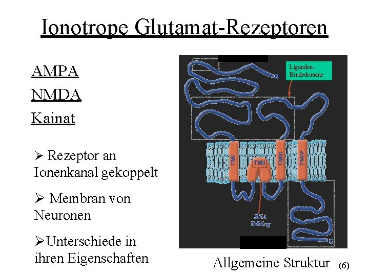 Ionotrope Glutamat-Rezeptoren AMPA NMDA Kainat Liganden. Bindedomäne Ø Rezeptor an Ionenkanal gekoppelt Ø Membran