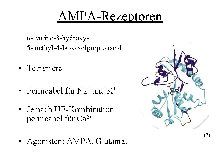 AMPA-Rezeptoren α-Amino-3 -hydroxy 5 -methyl-4 -Isoxazolpropionacid • Tetramere • Permeabel für Na+ und K+