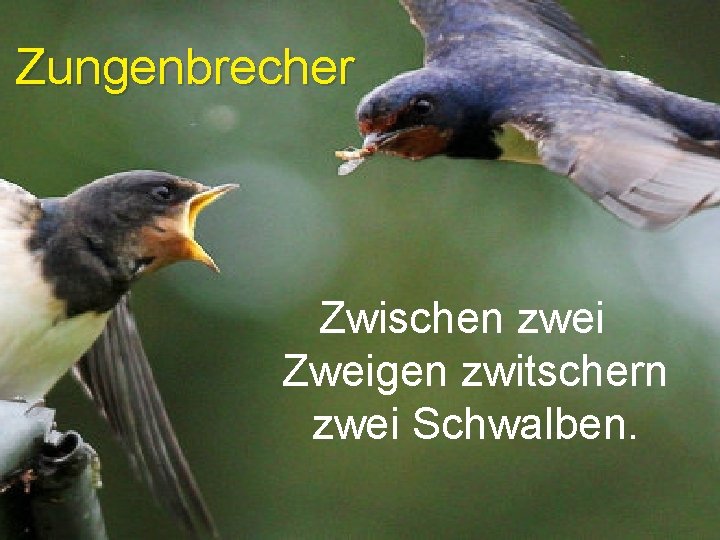 Zungenbrecher Zwischen zwei Zweigen zwitschern zwei Schwalben. 