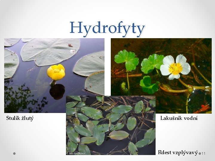 Hydrofyty Stulík žlutý Lakušník vodní Rdest vzplývavý 11 