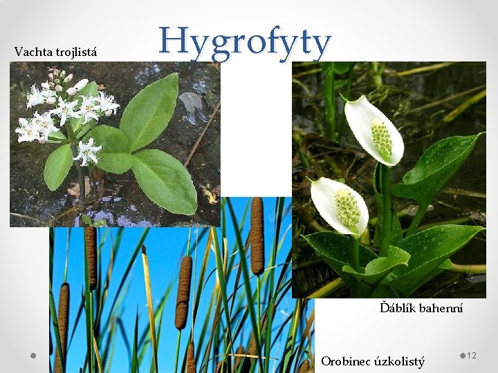 Vachta trojlistá Hygrofyty Ďáblík bahenní Orobinec úzkolistý 12 