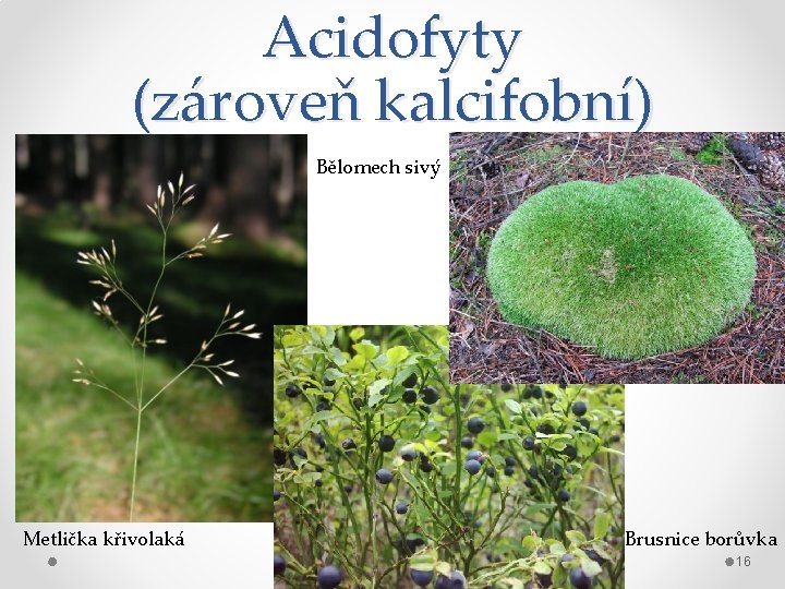 Acidofyty (zároveň kalcifobní) Bělomech sivý Metlička křivolaká Brusnice borůvka 16 