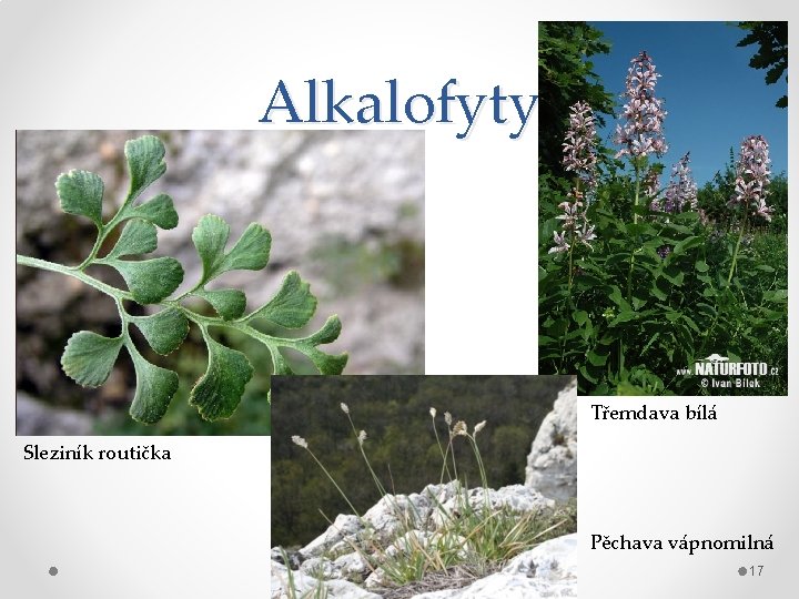 Alkalofyty Třemdava bílá Sleziník routička Pěchava vápnomilná 17 
