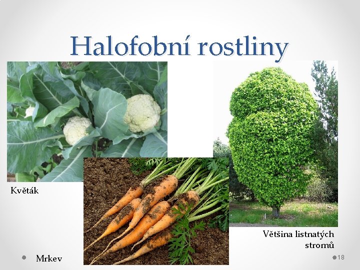 Halofobní rostliny Květák Většina listnatých stromů Mrkev 18 