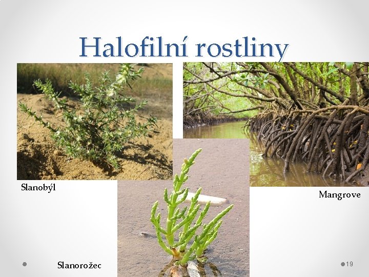 Halofilní rostliny Slanobýl Mangrove Slanorožec 19 