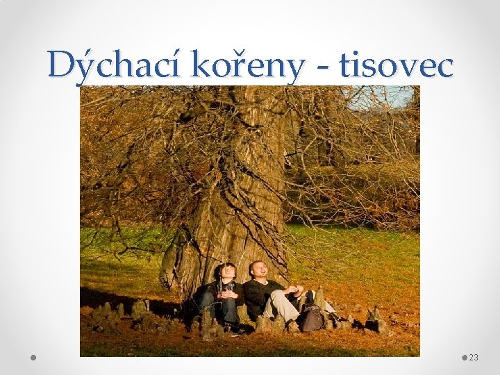 Dýchací kořeny - tisovec 23 