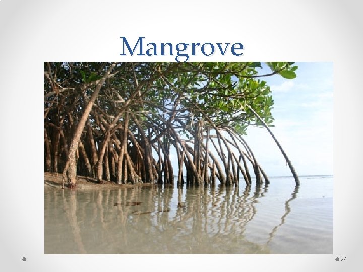 Mangrove 24 