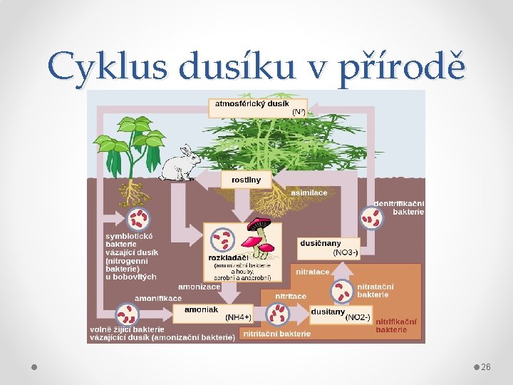 Cyklus dusíku v přírodě 26 